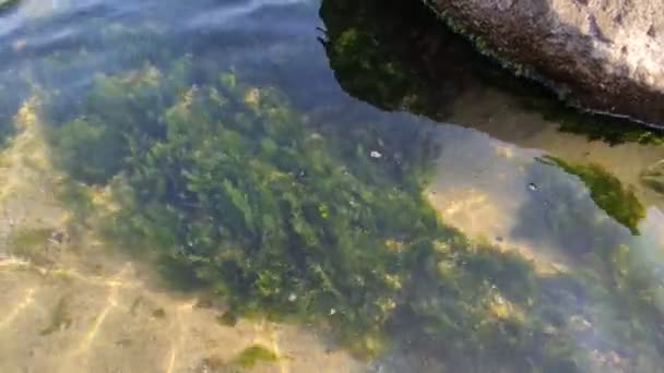 Algues Eau Claire Des Algues Sur Des Pierres Eau Mer — Video