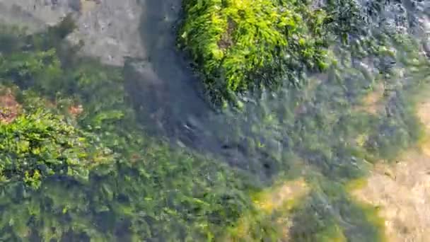 Alghe Acqua Limpida Alghe Pietre Acqua Mare Limpida Pietre Fondo — Video Stock