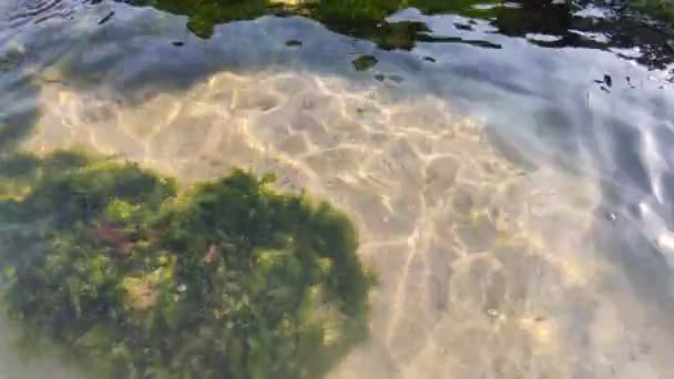 Alghe Acqua Limpida Alghe Pietre Acqua Mare Limpida Pietre Fondo — Video Stock