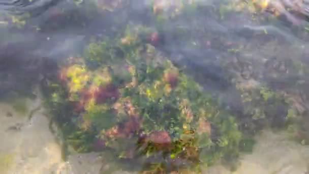 Algas Marinhas Água Limpa Algas Pedras Água Mar Clara Pedras — Vídeo de Stock