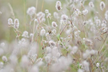 Narin kır çiçekleri. Açık renkli otlar ve çiçekler. Doğal duvar kağıdı