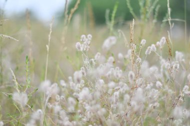 Narin kır çiçekleri. Açık renkli otlar ve çiçekler. Doğal duvar kağıdı