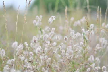 Narin kır çiçekleri. Açık renkli otlar ve çiçekler. Doğal duvar kağıdı
