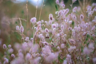 Narin kır çiçekleri. Açık renkli otlar ve çiçekler. Doğal duvar kağıdı