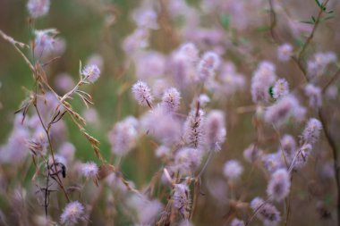 Narin kır çiçekleri. Açık renkli otlar ve çiçekler. Doğal duvar kağıdı