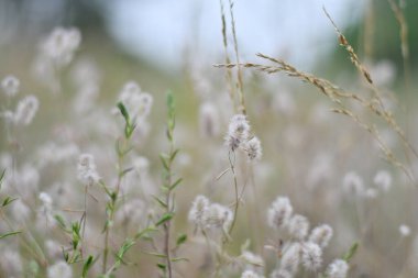 Narin kır çiçekleri. Açık renkli otlar ve çiçekler. Doğal duvar kağıdı