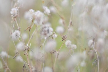 Narin kır çiçekleri. Açık renkli otlar ve çiçekler. Doğal duvar kağıdı
