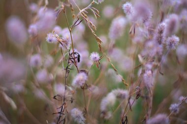 Narin kır çiçekleri. Açık renkli otlar ve çiçekler. Doğal duvar kağıdı
