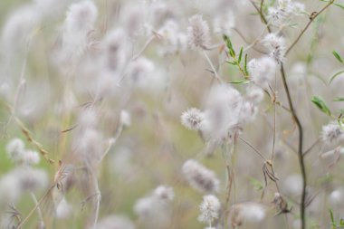 Narin kır çiçekleri. Açık renkli otlar ve çiçekler. Doğal duvar kağıdı