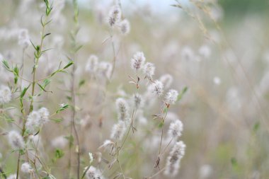 Narin kır çiçekleri. Açık renkli otlar ve çiçekler. Doğal duvar kağıdı