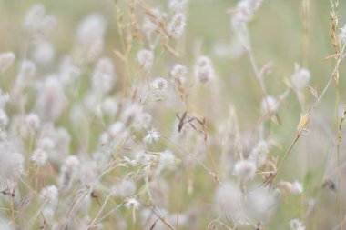 Narin kır çiçekleri. Açık renkli otlar ve çiçekler. Doğal duvar kağıdı
