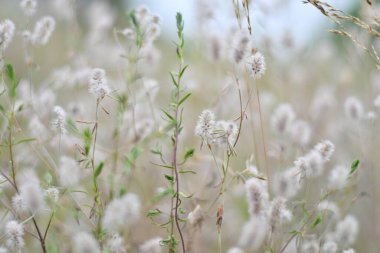 Narin kır çiçekleri. Açık renkli otlar ve çiçekler. Doğal duvar kağıdı