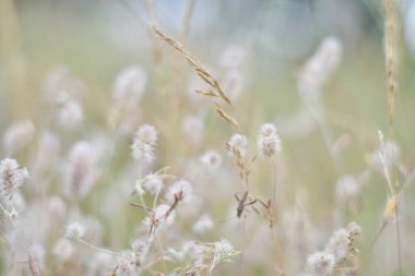 Narin kır çiçekleri. Açık renkli otlar ve çiçekler. Doğal duvar kağıdı