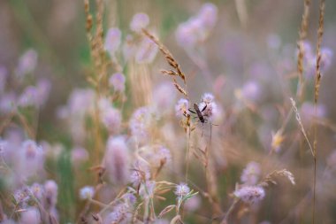 Narin kır çiçekleri. Açık renkli otlar ve çiçekler. Doğal duvar kağıdı