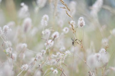 Narin kır çiçekleri. Açık renkli otlar ve çiçekler. Doğal duvar kağıdı