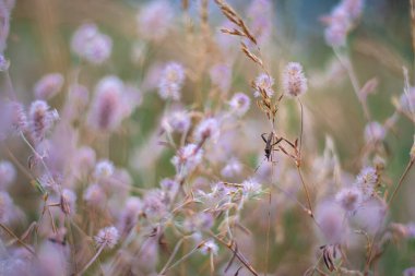 Narin kır çiçekleri. Açık renkli otlar ve çiçekler. Doğal duvar kağıdı