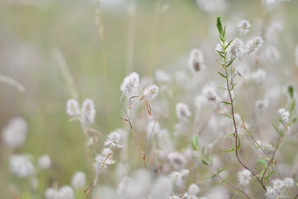 Délicates Fleurs Sauvages Herbe Fleurs Aux Couleurs Claires Papier Peint — Photo