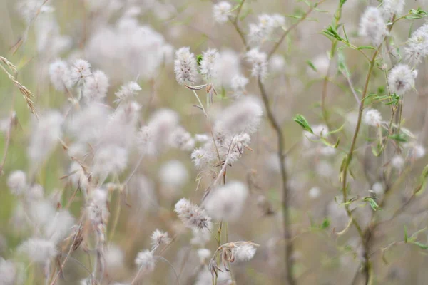 娇嫩的野花 草和花呈浅色 天然墙纸 — 图库照片