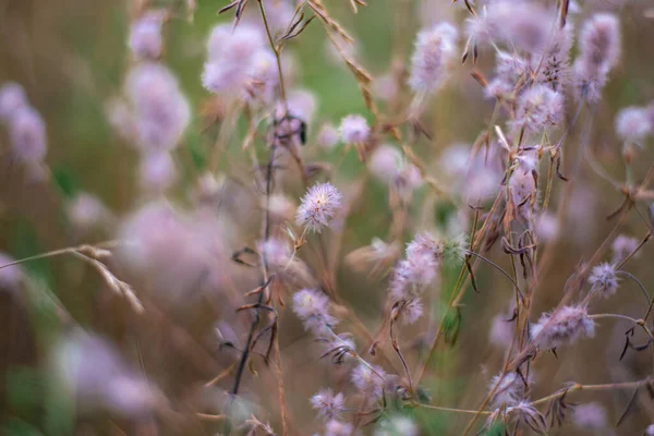 娇嫩的野花 草和花呈浅色 天然墙纸 — 图库照片