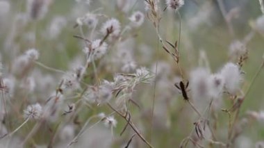 Narin kır çiçekleri. Açık renkli otlar ve çiçekler. Doğal duvar kağıdı