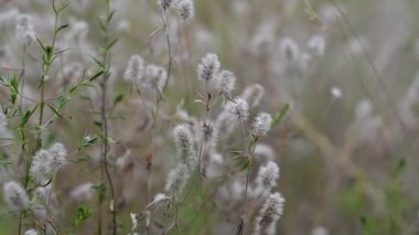 Narin kır çiçekleri. Açık renkli otlar ve çiçekler. Doğal duvar kağıdı