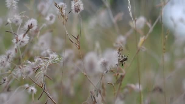 Delicadas Flores Silvestres Grama Flores Cores Claras Papel Parede Natural — Vídeo de Stock