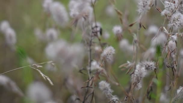 Delicadas Flores Silvestres Grama Flores Cores Claras Papel Parede Natural — Vídeo de Stock