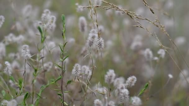 Delicadas Flores Silvestres Grama Flores Cores Claras Papel Parede Natural — Vídeo de Stock