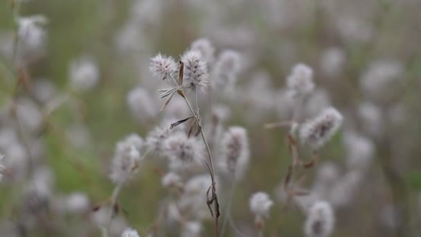 Delicati Fiori Selvatici Erba Fiori Colori Chiari Sfondo Naturale — Video Stock