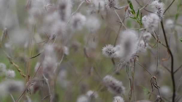 Delikatne Dzikie Kwiaty Trawa Kwiaty Jasnych Kolorach Tapety Naturalne — Wideo stockowe