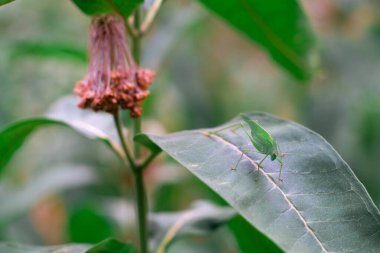 green grasshopper on a leaf. large locusts. locust eyes and whiskers. big grasshopper