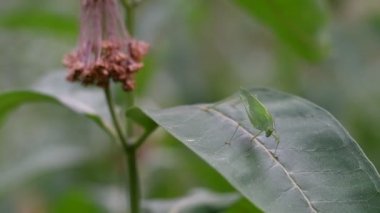 green grasshopper on a leaf. large locusts. locust eyes and whiskers. big grasshopper