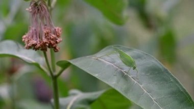 green grasshopper on a leaf. large locusts. locust eyes and whiskers. big grasshopper