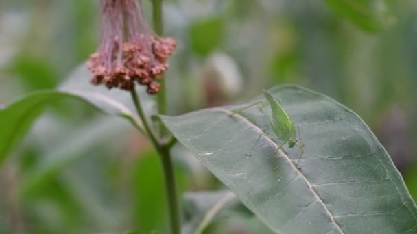 Green Grasshopper Leaf Large Locusts Locust Eyes Whiskers Big Grasshopper — Stok video