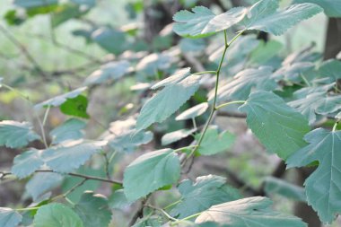 Yeşil yapraklar güneşte parlar. Yapraklardaki ışığın yansıması