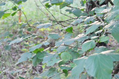 Yeşil yapraklar güneşte parlar. Yapraklardaki ışığın yansıması
