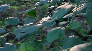 Yeşil yapraklar güneşte parlar. Yapraklardaki ışığın yansıması