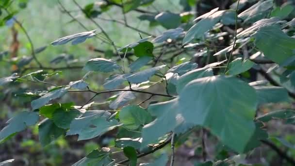 Green Leaves Glisten Sun Reflection Light Leaves — Stock Video
