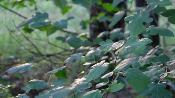 Folhas Verdes Brilham Sol Reflexão Luz Folhas — Vídeo de Stock