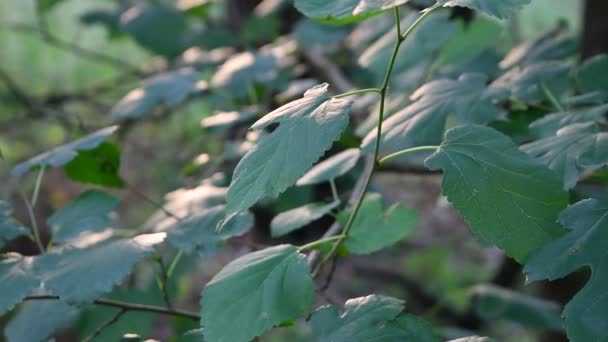 Gröna Blad Glittrar Solen Reflektion Ljus Blad — Stockvideo