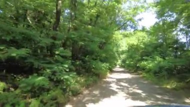 Araba sürüyorum. Delikleri olan kötü bir yol. Toprak bir yolda bir arabada. Hareket. Ormanda yol.