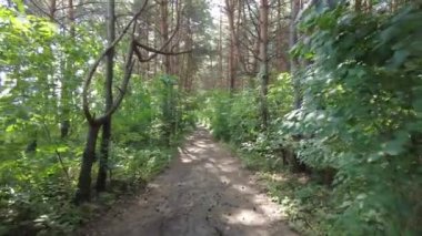 Ormandaki uzun çamlar. Güneş ağaçların arasından geçiyor. Ormanda yürü. Çam ormanındaki yol.