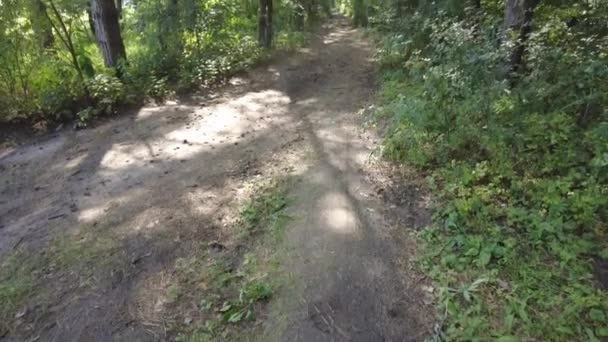 Hohe Kiefern Wald Sonne Durch Die Bäume Spaziergang Durch Den — Stockvideo