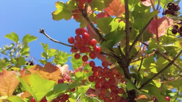 Rode Bessen Boom Bosjes Rode Bessen Takken Van Viburnum Rode — Stockvideo