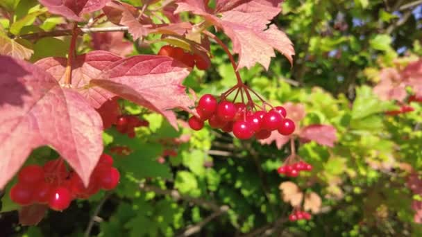 木の上の赤い果実 赤い果実の束 ビブルナムの枝 レッド ローワン — ストック動画