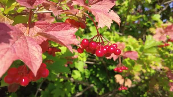 Bagas Vermelhas Árvore Cachos Frutos Vermelhos Ramos Viburnum Vermelho Rowan — Vídeo de Stock