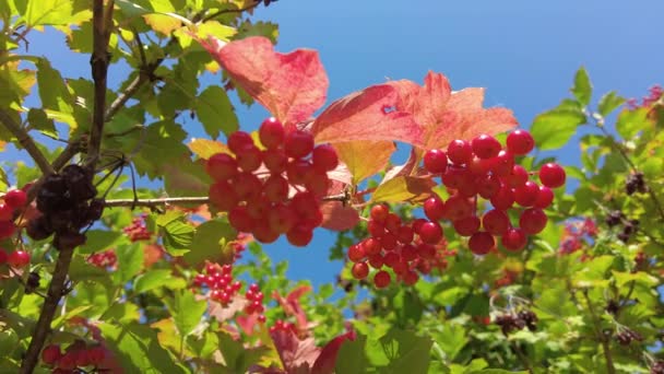 Bagas Vermelhas Árvore Cachos Frutos Vermelhos Ramos Viburnum Vermelho Rowan — Vídeo de Stock