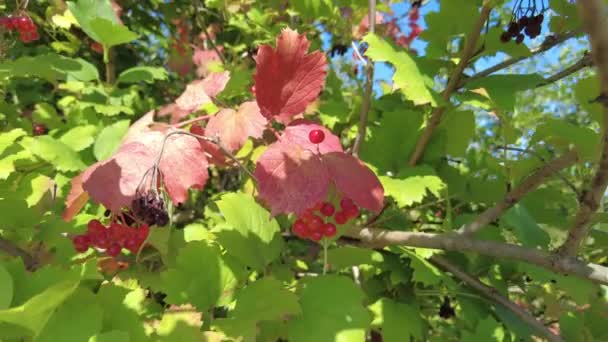 Vörös Bogyók Fán Egy Csokor Vörös Bogyó Viburnum Ágai Vörös — Stock videók