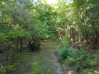 Ağaçlar tüneli. Ormandaki yol. Yolun üzerindeki ağaç dalları. Doğa yürüyüşü. Ormanda dinlen..