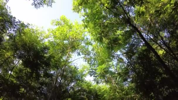 Túnel Árboles Camino Bosque Ramas Árboles Sobre Camino Caminar Naturaleza — Vídeos de Stock